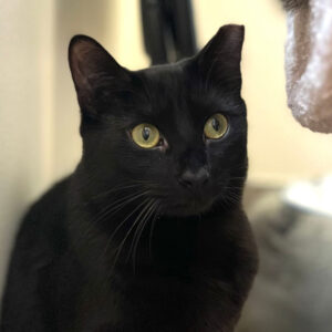 Obsidian, NCI5432