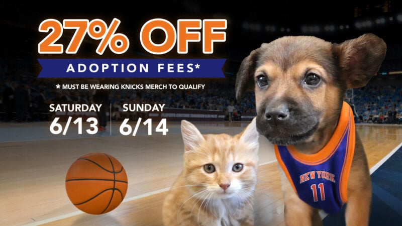Knick 27 Adoption Special