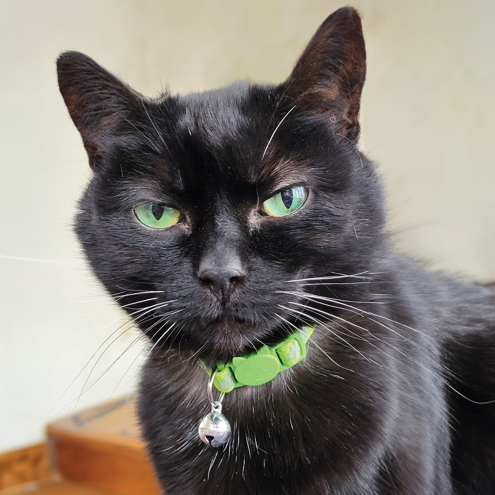 Planning for Love: Margaret’s Promise to Her Cats