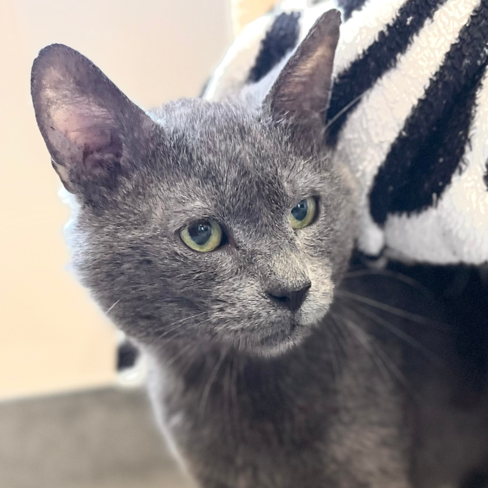 Meet Baruch