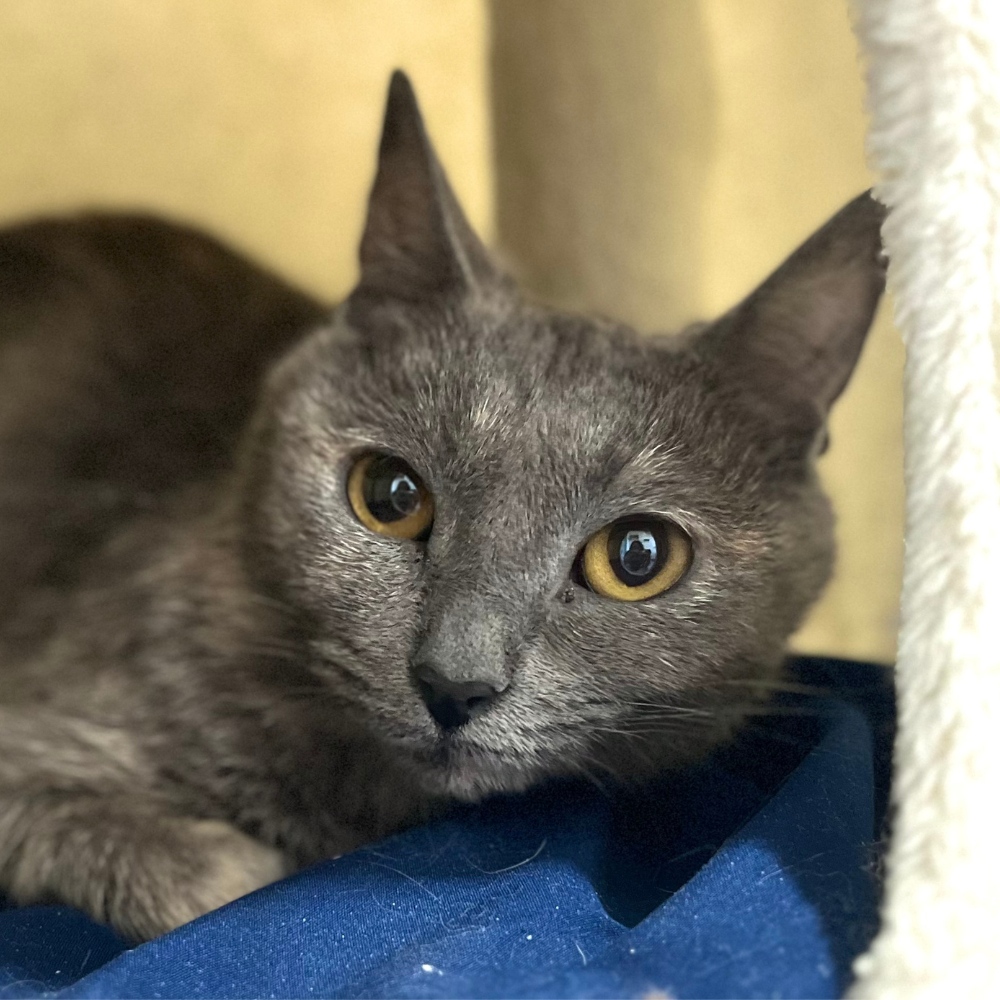 Meet Sadiya