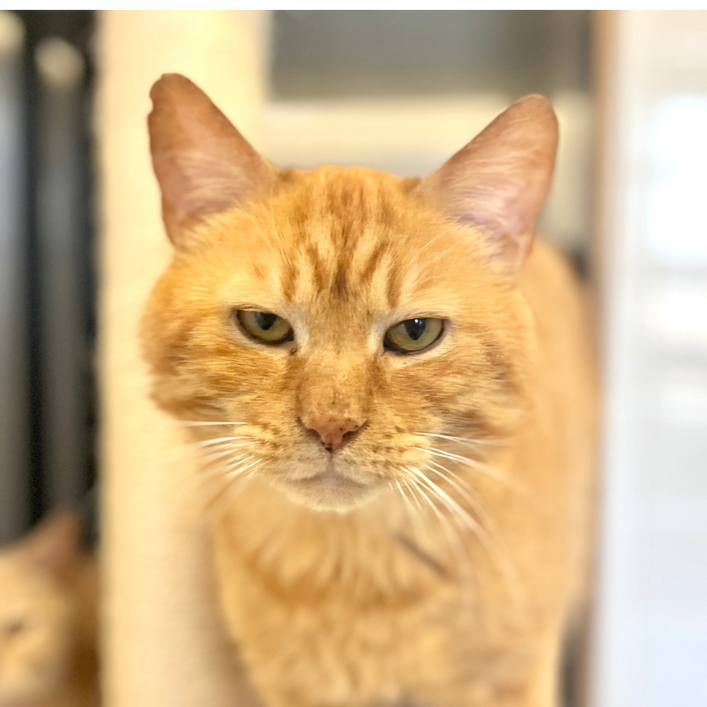 Meet Venturo