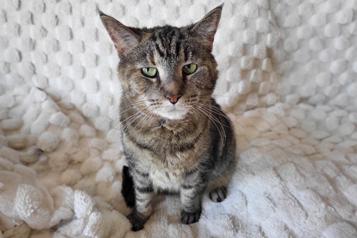 Planning for Love: Margaret’s Promise to Her Cats