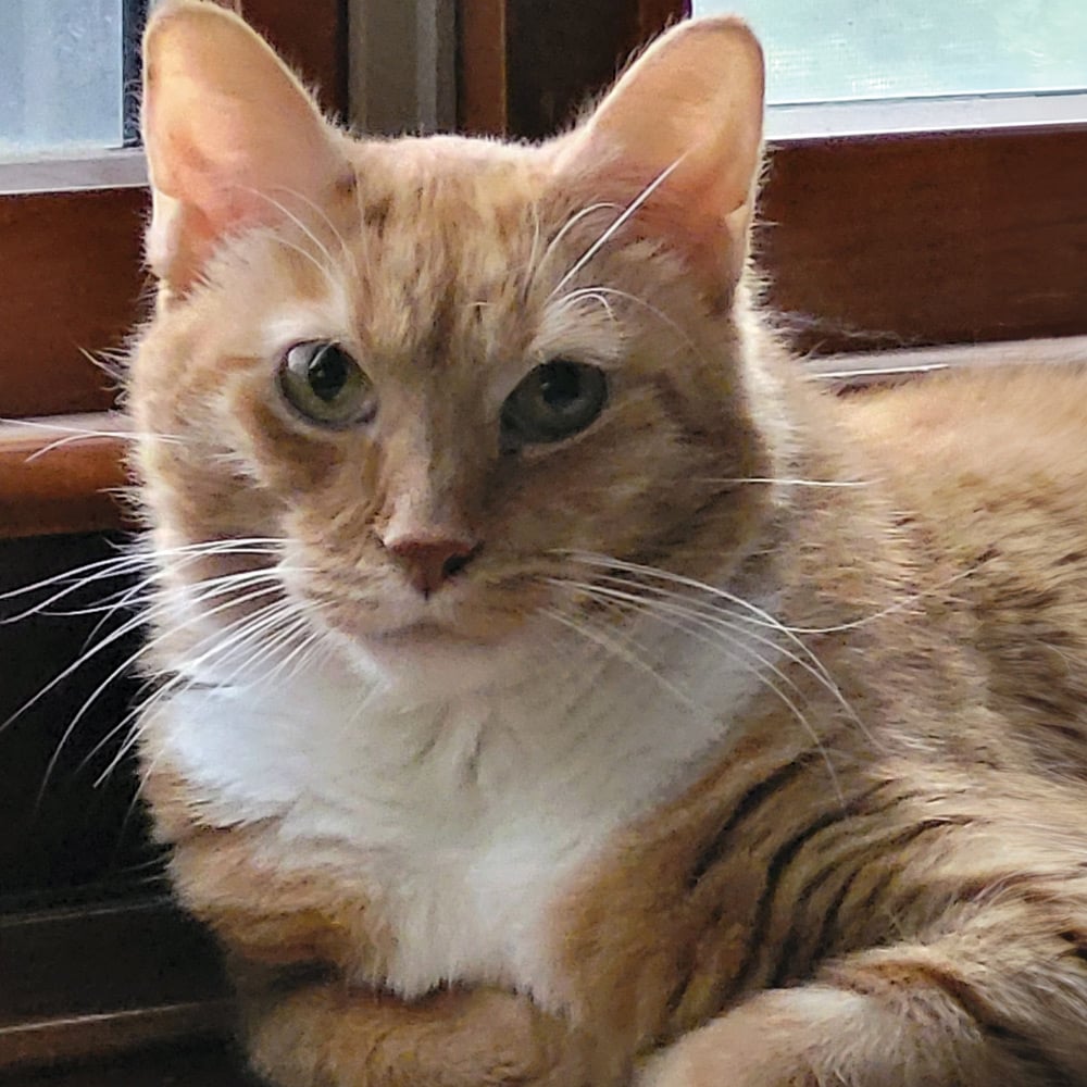 Planning for Love: Margaret’s Promise to Her Cats