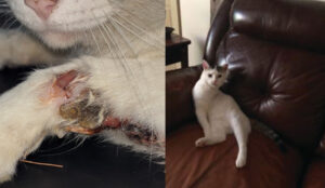 rocco injury home