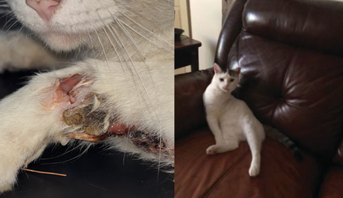 rocco injury home