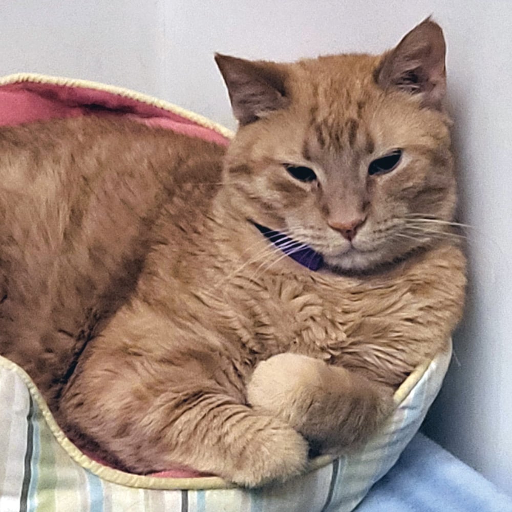 Planning for Love: Margaret’s Promise to Her Cats