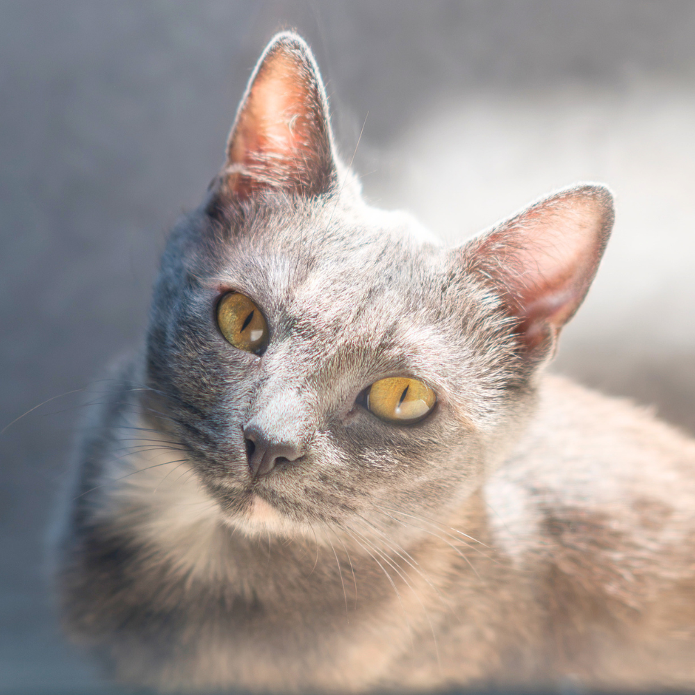 Meet Sadiya