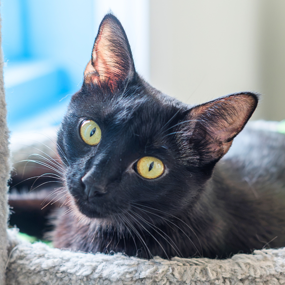 Meet Bellatrix