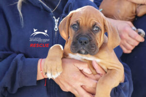 Have you included North Shore Animal League America in your estate plan?