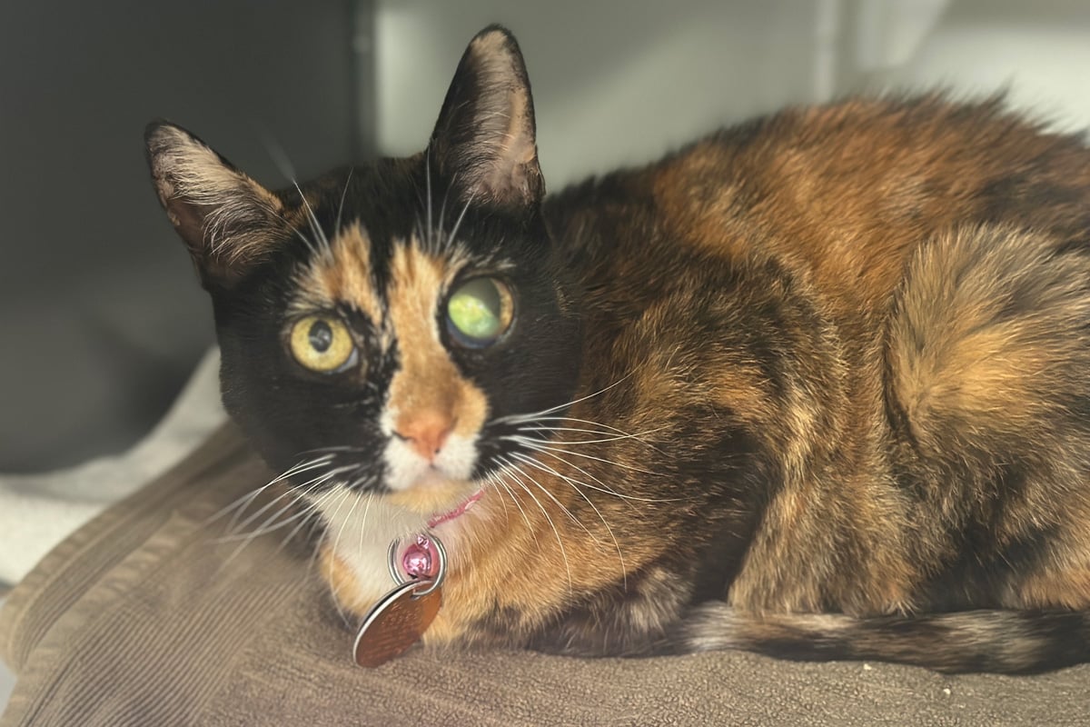 hmh_CO0491-Princess-Pumpkin